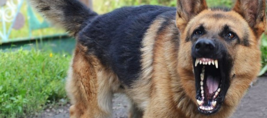 zla sobaka vivcharka 890x395